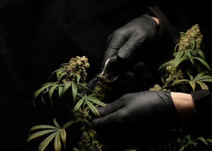 A set of hands trimming flower of a cannabis plant 