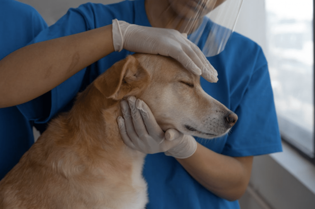 A brown dog trusting a veterinarian by letting her rub it's head during the pandemic